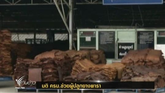 มติ ครม.เบิกงบฯ เร่งด่วนช่วยผู้ปลูกยางพารารายย่อยทั่วประเทศ