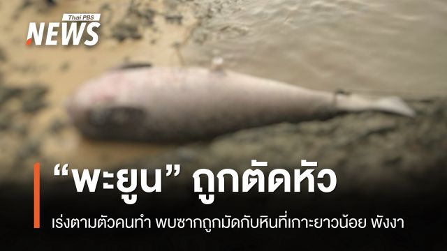 เร่งตามมือตัดหัว “พะยูน” ซากถูกมัดกับหินที่เกาะยาวน้อย พังงา