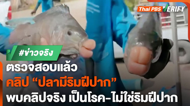 ตรวจสอบแล้ว : คลิป "ปลาแปลก" มีริมฝีปากเหมือนมนุษย์ ที่แท้เป็นโรค