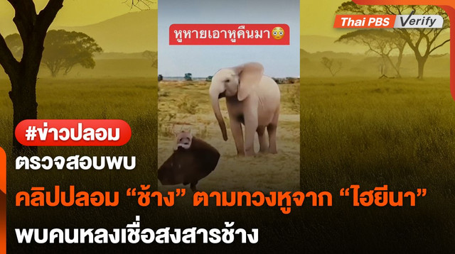 ตรวจสอบพบ : คลิปปลอม "ช้าง" ตามทวงหูจาก "ไฮยีนา" 
