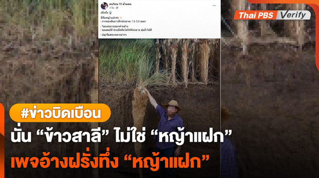 คนละพันธุ์ "ข้าวสาลีเคิร์นซา" ถูกเคลมเป็น "หญ้าแฝก"