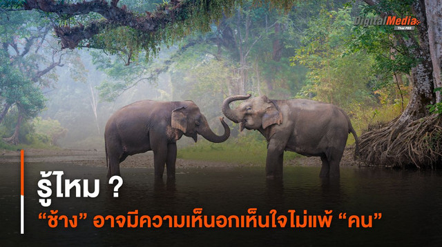 รู้ไหม ? “ช้าง” อาจมีความเห็นอกเห็นใจไม่แพ้ “คน”