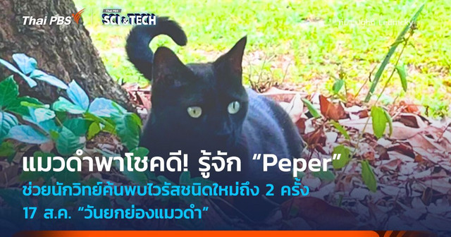 แมวดำพาโชคดี! รู้จักเจ้าแมว “Peper” ช่วยนักวิทย์ค้นพบไวรัสชนิดใหม่ถึง 2 ครั้ง