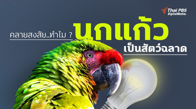 คลายสงสัย..ทำไม ? “นกแก้ว” เป็นสัตว์ฉลาด