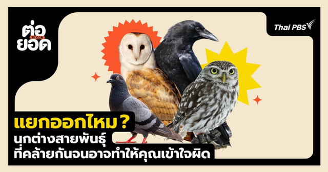 แยกออกไหม ? นกฝาแฝดต่างสายพันธุ์ที่คล้ายกันจนอาจทำให้คุณเข้าใจผิด 