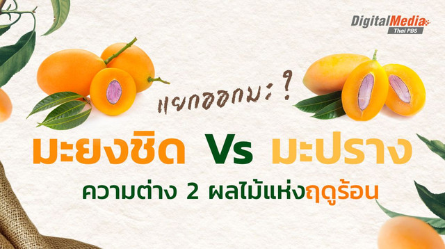 แยกออกมะ ? มะยงชิด Vs มะปราง ความต่าง 2 ผลไม้แห่งฤดูร้อน