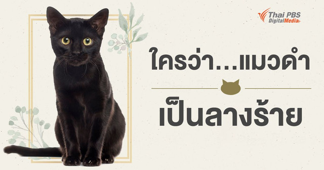 ใครว่าแมวดำเป็นลางร้าย