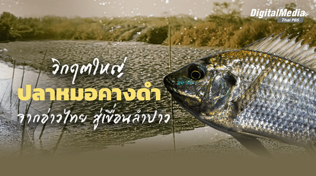 วิกฤต "ปลาหมอคางดำ" ภัยคุกคามแห่งใหม่ จากอ่าวไทยสู่เขื่อนลำปาว