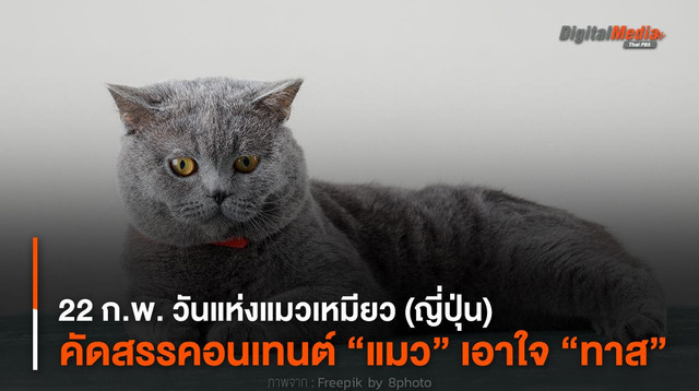 22 ก.พ. วันแห่งแมวเหมียว (ญี่ปุ่น) คัดสรรคอนเทนต์ “แมว” เอาใจ “ทาสแมว” 