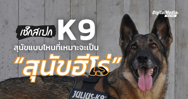 เช็กสเปก “K9”  สุนัขแบบไหนที่เหมาะจะเป็น “สุนัขฮีโร่”