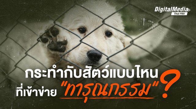 ไขข้อข้องใจ ! อะไรเข้าข่ายทารุณกรรมสัตว์บ้าง ?