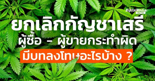 ยกเลิกกัญชาเสรี “ผู้ซื้อ - ผู้ขาย” กระทำผิดมีบทลงโทษอะไรบ้าง ?