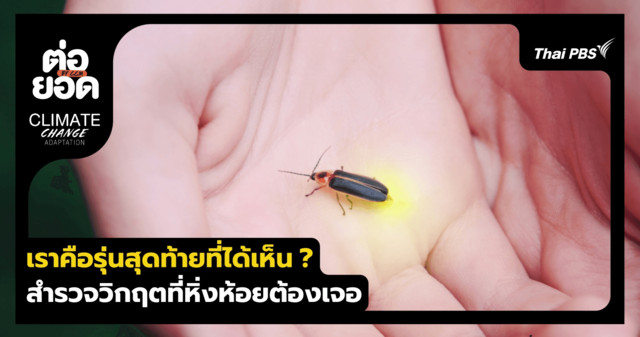 เราคือรุ่นสุดท้ายที่ได้เห็น ? สำรวจวิกฤตเงียบที่ "หิ่งห้อย" กำลังเผชิญทั่วโลก