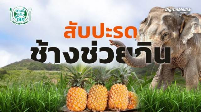 สับปะรดช้างช่วยกิน