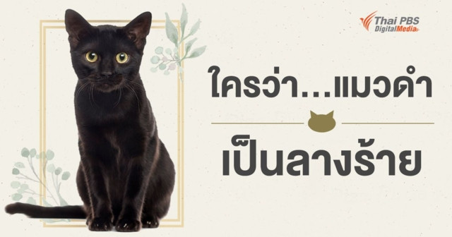 ใครว่าแมวดำเป็นลางร้าย