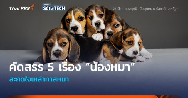 คัดสรร 5 เรื่อง “น้องหมา” สะกดใจทาสหมา