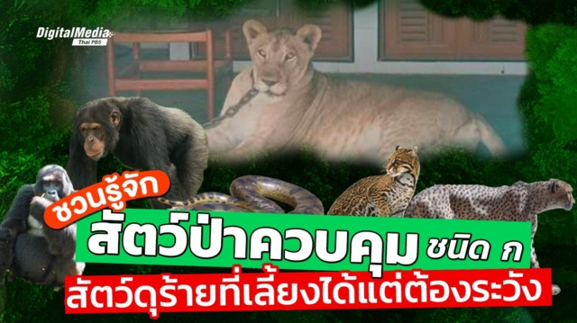 รู้จัก“สัตว์ป่าควบคุมชนิด ก”สัตว์ดุร้ายที่เลี้ยงได้แต่ต้องระวัง