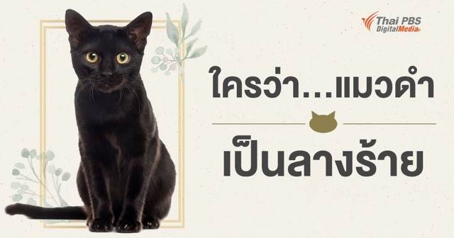 ใครว่าแมวดำเป็นลางร้าย