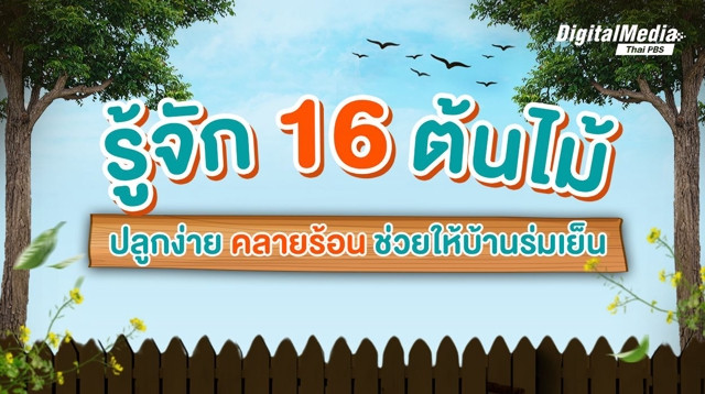 รู้จัก 16 ต้นไม้ คลายความร้อน ช่วงฤดูร้อน