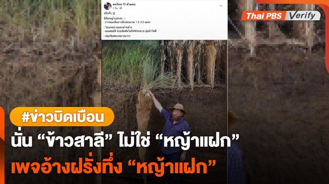 คนละพันธุ์ "ข้าวสาลีเคิร์นซา" ถูกเคลมเป็น "หญ้าแฝก"