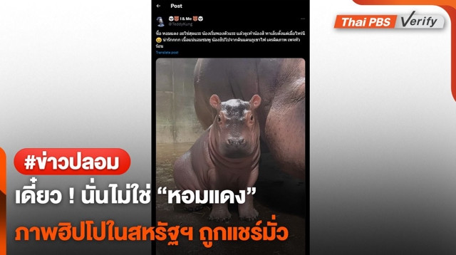 เดี๋ยว ! คนละตัว พบภาพลูกฮิปโปในสหรัฐฯ ถูกแชร์อ้างภาพ "น้องหอมแดง"