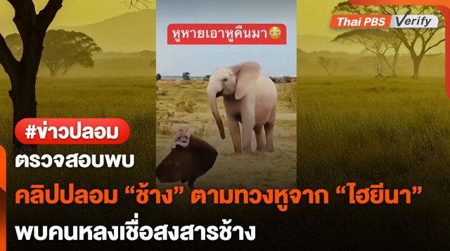 ตรวจสอบพบ : คลิปปลอม "ช้าง" ตามทวงหูจาก "ไฮยีนา"