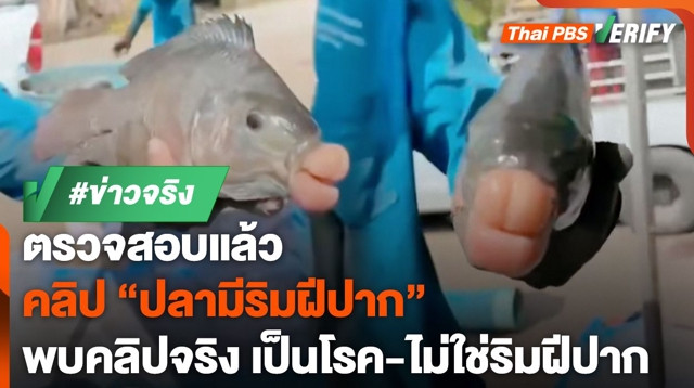 ตรวจสอบแล้ว : คลิป "ปลาแปลก" มีริมฝีปากเหมือนมนุษย์ ที่แท้เป็นโรค