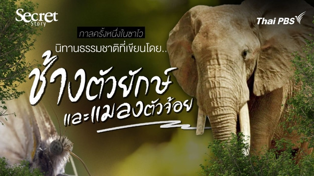 Secret Story | กาลครั้งหนึ่งในซาโว นิทานธรรมชาติที่เขียนโดยช้างตัวยักษ์และแมลงตัวจ้อย