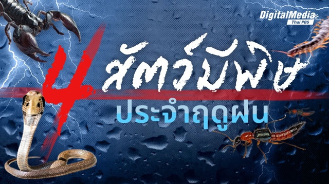 เฝ้าระวัง ! 4 สัตว์มีพิษหน้าฝน พร้อมเปิดวิธีป้องกันที่ทุกคนต้องรู้