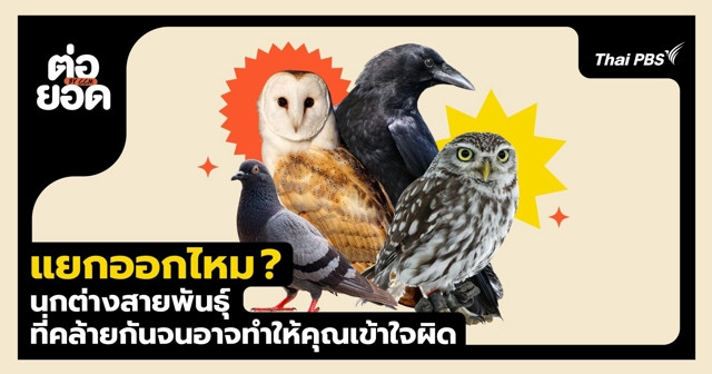 แยกออกไหม ? นกฝาแฝดต่างสายพันธุ์ที่คล้ายกันจนอาจทำให้คุณเข้าใจผิด