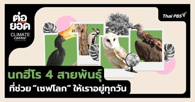 พารู้จักนกฮีโร่ 4 สายพันธุ์ใกล้ตัวที่ช่วย “เซฟโลก” ให้เราทุกวัน