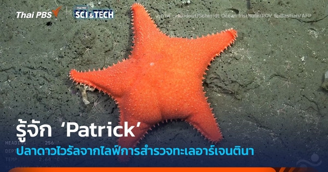 รู้จัก 'ปลาดาว Patrick' และการสำรวจทางทะเลสุดไวรัลของอาร์เจนตินา