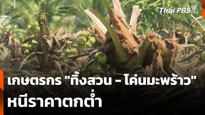 เกษตรกร "ทิ้งสวน - โค่นมะพร้าว" หนีราคาตกต่ำ