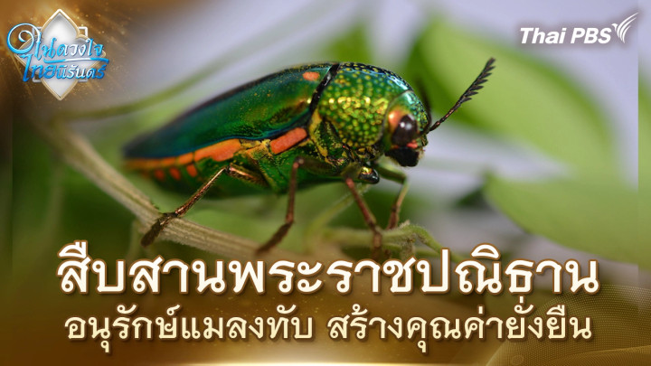 สืบสานพระราชปณิธาน อนุรักษ์แมลงทับ สร้างคุณค่ายั่งยืน | ในดวงใจไทยนิรันดร์ | 4 พ.ย. 68