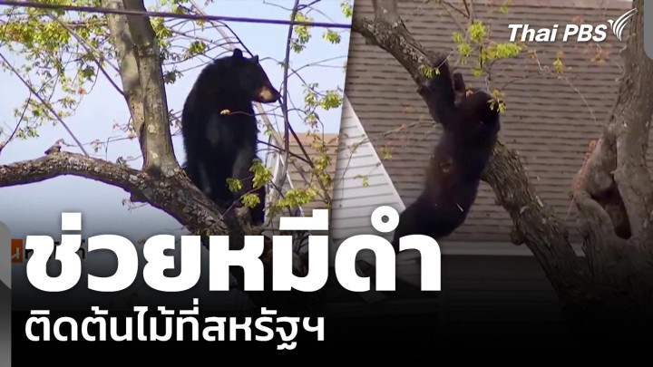 ช่วยหมีดำ ติดต้นไม้ที่สหรัฐฯ