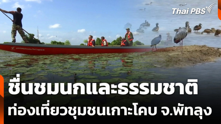 ชื่นชมนกและธรรมชาติ ท่องเที่ยวชุมชนเกาะโคบ จ.พัทลุง