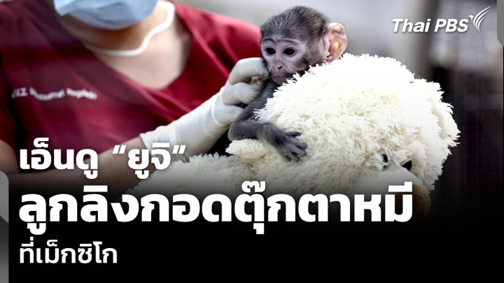 เอ็นดู “ยูจิ” ลูกลิงกอดตุ๊กตาหมี ที่เม็กซิโก