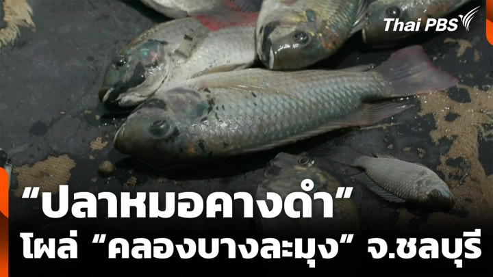 “ปลาหมอคางดำ” โผล่ “คลองบางละมุง” จ.ชลบุรี