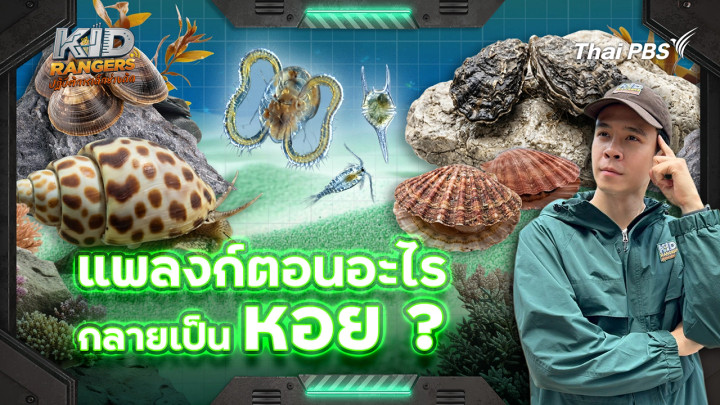 แพลงก์ตอนอะไรกลายเป็นหอย ?