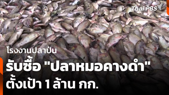 โรงงานปลาป่นรับซื้อ "ปลาหมอคางดำ" ตั้งเป้า 1 ล้าน กก.