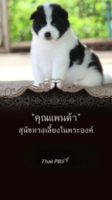 "คุณแพนด้า" สุนัขทรงเลี้ยงในพระองค์
