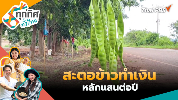 สะตอข้าวทำเงินหลักแสนต่อปี