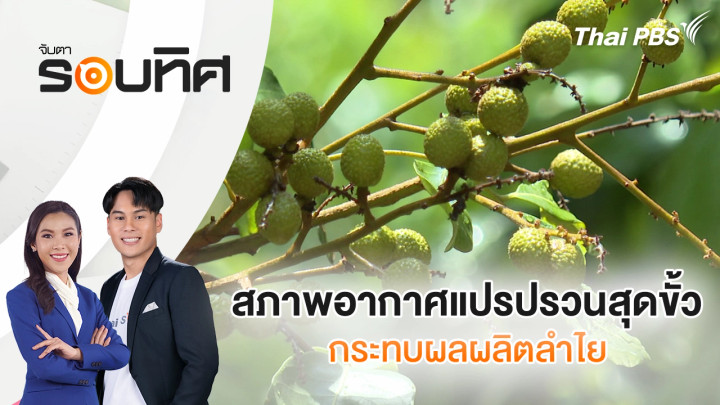 สภาพอากาศแปรปรวนสุดขั้วกระทบผลผลิตลำไย