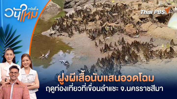 ฝูงผีเสื้อนับแสน อวดโฉมฤดูท่องเที่ยวที่เขื่อนลำแชะ อ.ครบุรี จ.นครราชสีมา