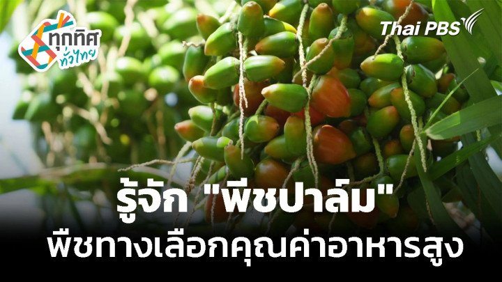 "พีชปาล์ม" พืชทางเลือกคุณค่าอาหารสูง