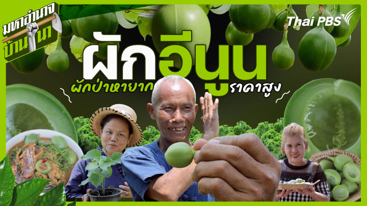 ผักอีนูน ผักป่าหายากราคาสูง
