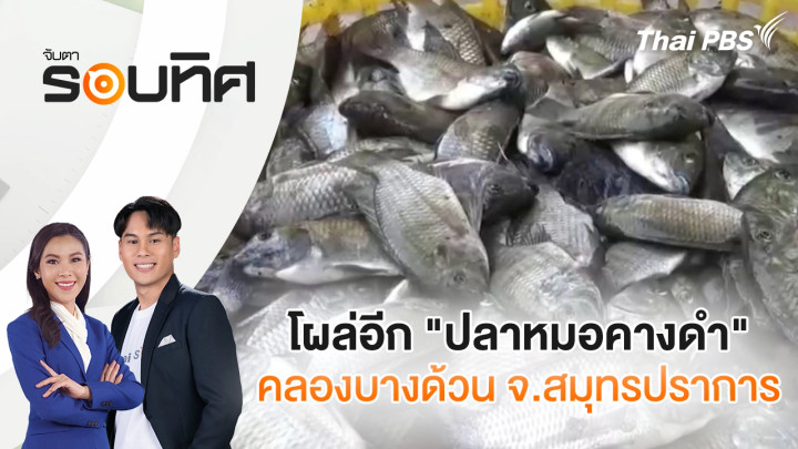 โผล่อีก "ปลาหมอคางดำ" คลองบางด้วน จ.สมุทรปราการ