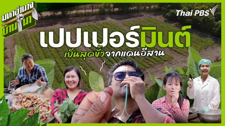 เปปเปอร์มินต์ เย็นสุดขั้วจากแดนอีสาน