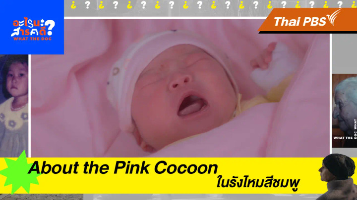 About the Pink Cocoon ในรังไหมสีชมพู