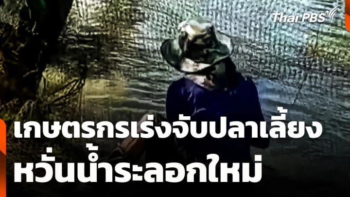 เกษตรกรเร่งจับปลาเลี้ยง หวั่นน้ำระลอกใหม่